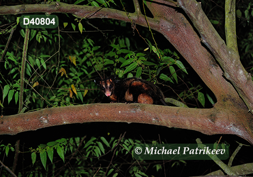 Big-eared opossum (Didelphis aurita)
